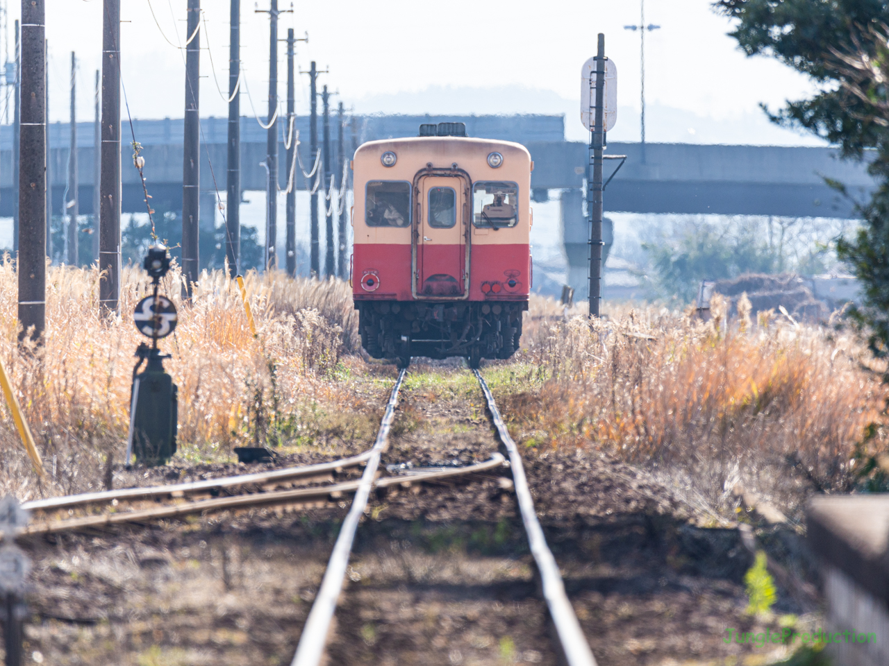 枯れすすきの中を小湊鉄道の列車が走る