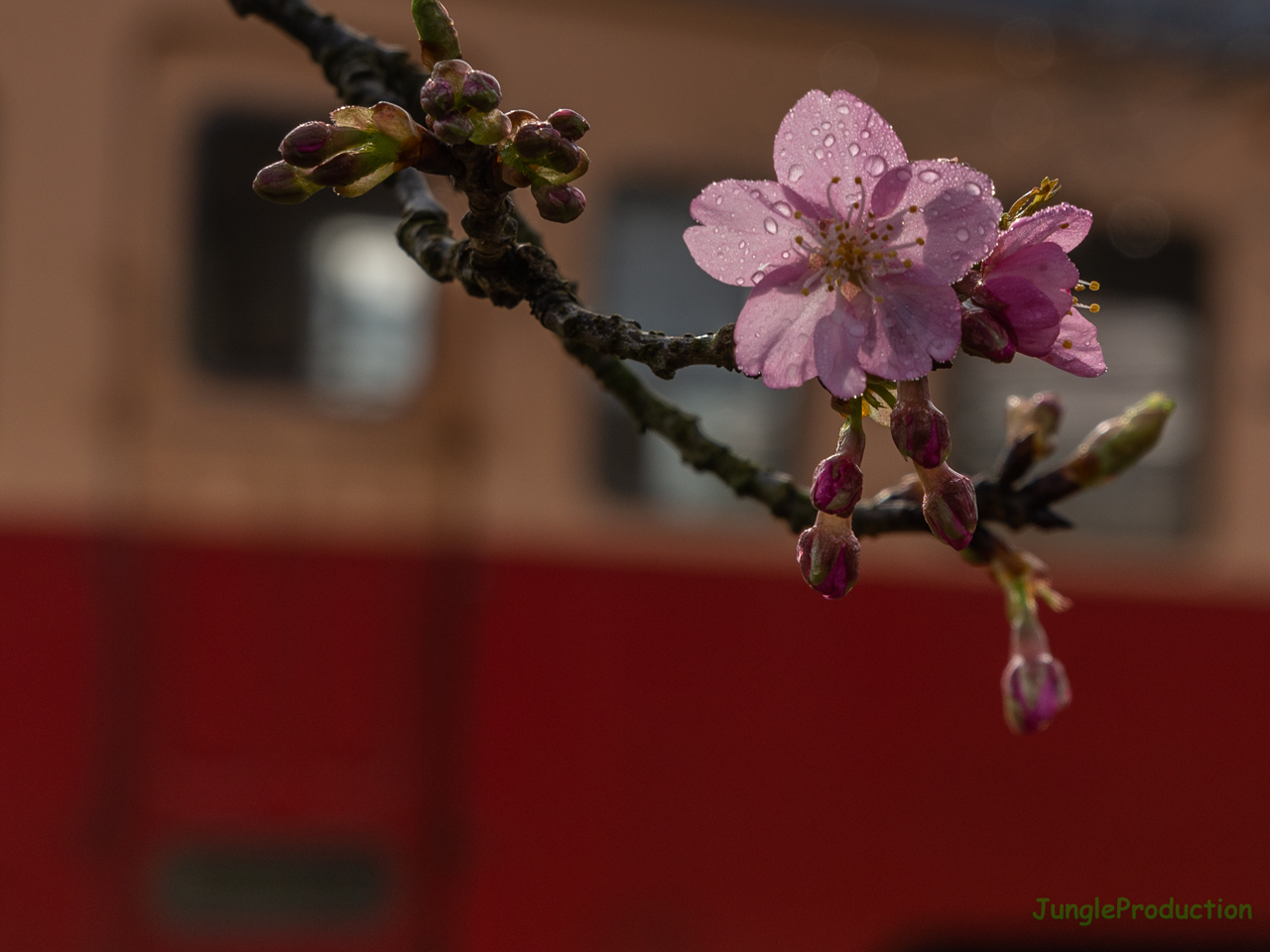 お店番に飽きたので駅の周りを散歩しつつ、駅裏の河津桜が咲いているのを見つけて１枚