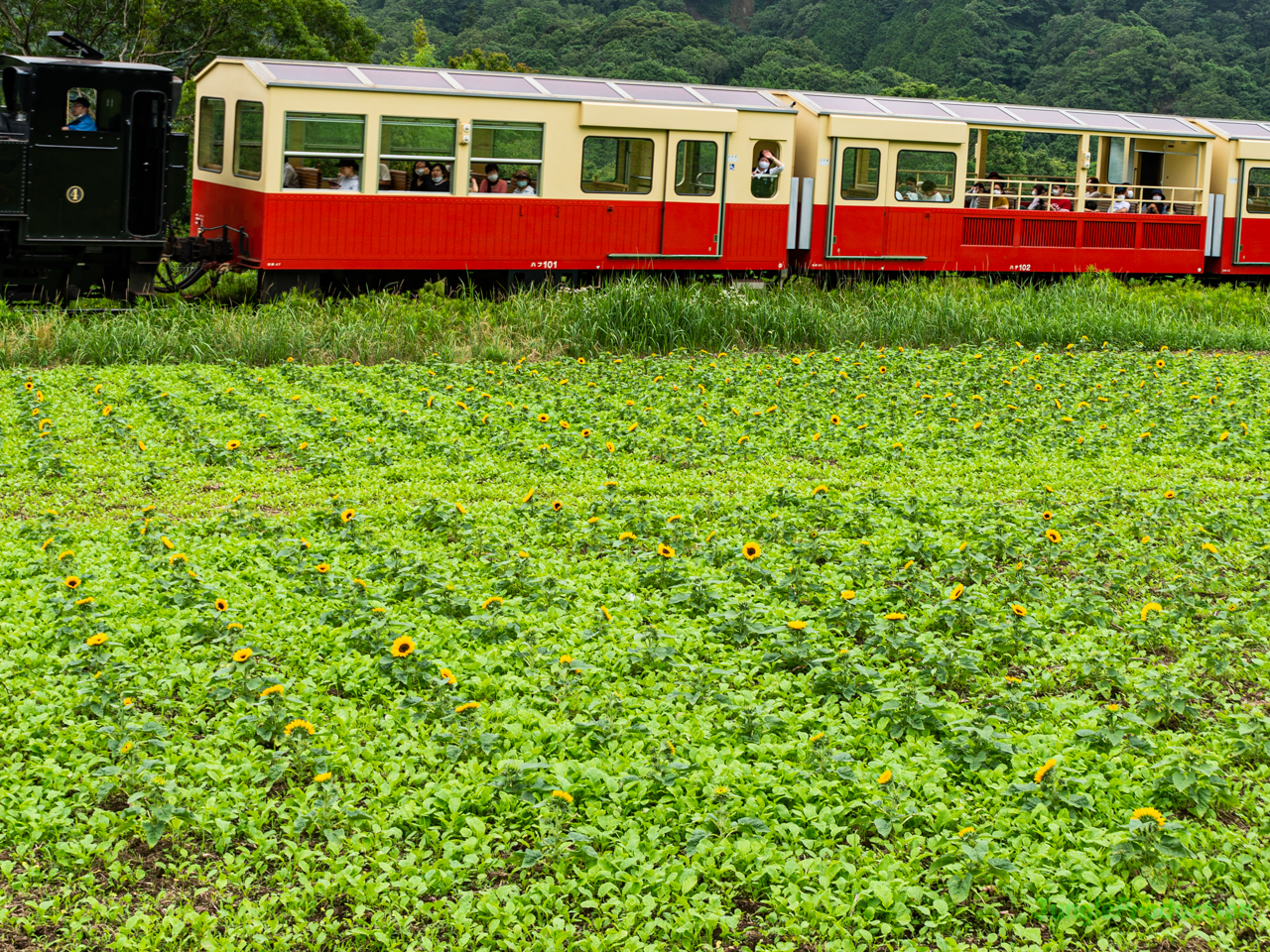 石神地区に植えられたひまわりの横を里山トロッコ列車が走る