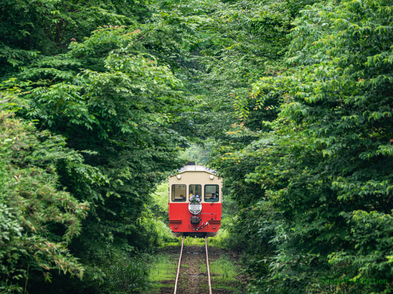 緑のトンネルの中を里山トロッコ列車が走る