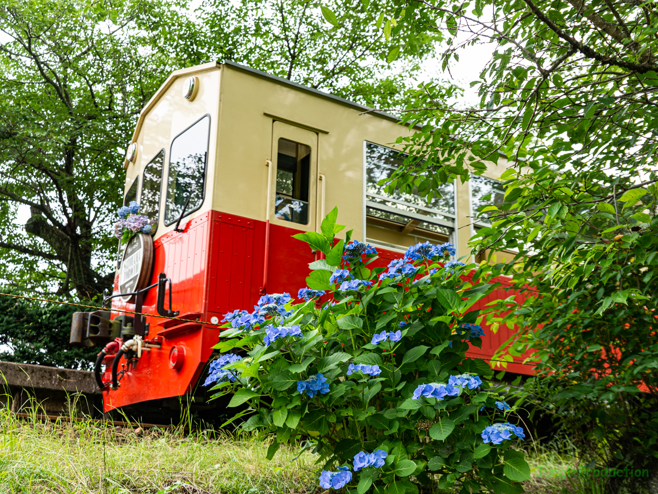 飯給駅の紫陽花の横を里山トロッコ列車が走る