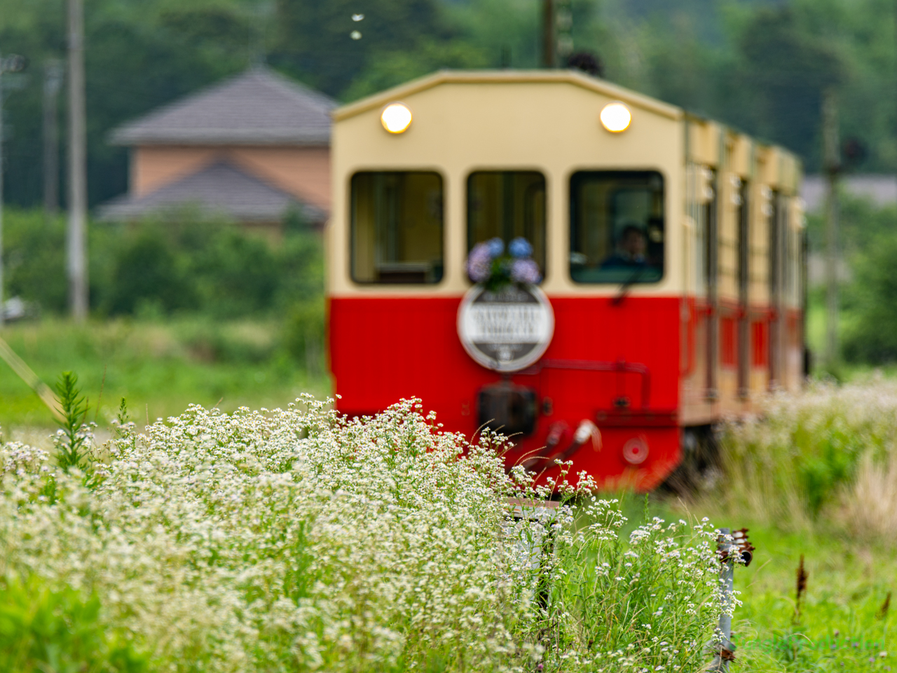 上総川間駅のハルジオンの横を里山トロッコ列車が走る