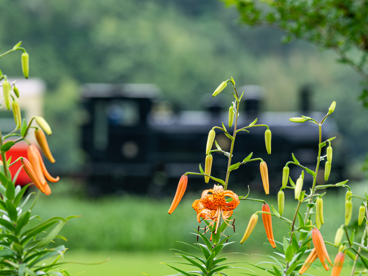 お友達の土地に植っているオニユリとトロッコ列車の機関車