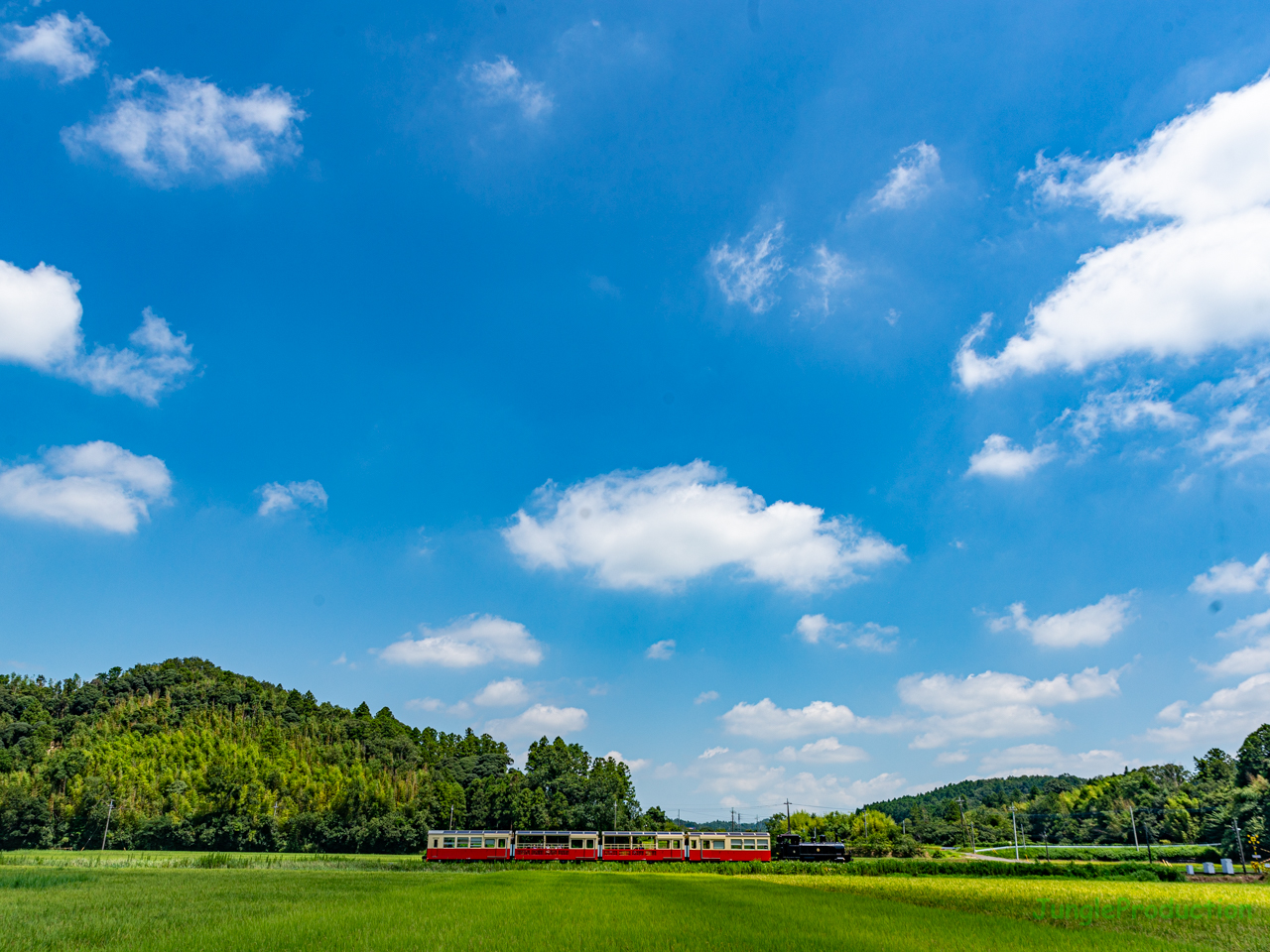 夏雲の下、稲穂の上を里山トロッコ列車が滑るように走ります