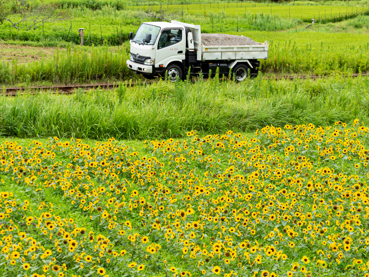 ひまわり畑の前を通るダンプカー