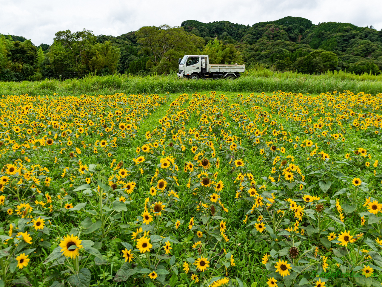 ひまわり畑の前を通るダンプカーその２