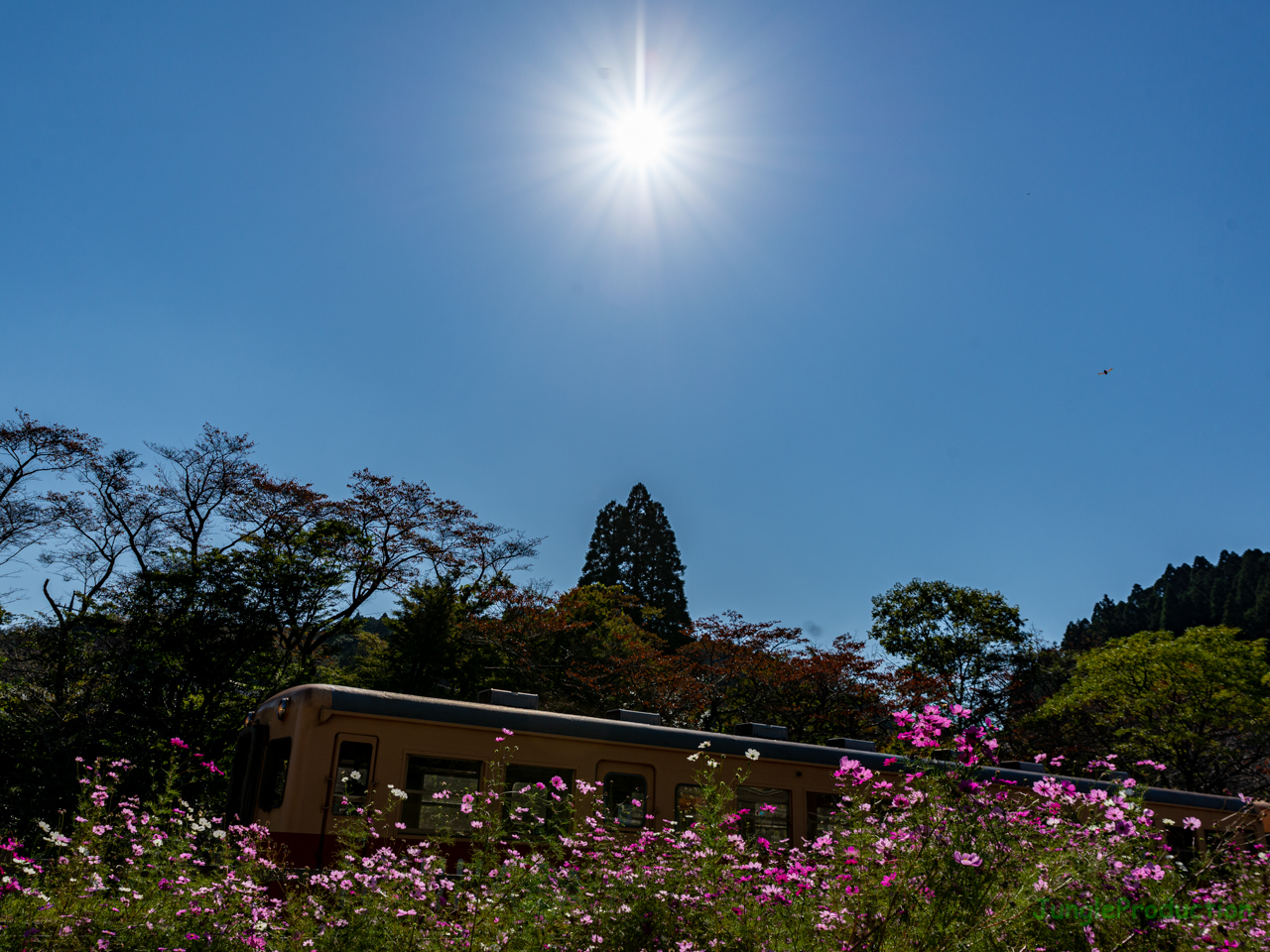 コスモスと太陽と蜜蜂と青空とキハ