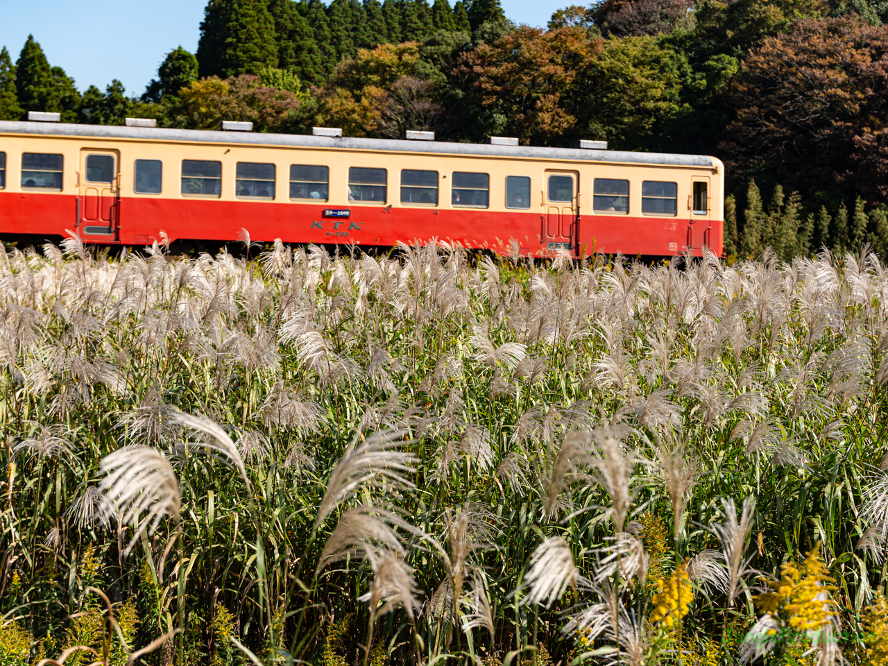 ススキの海原を進むキハ