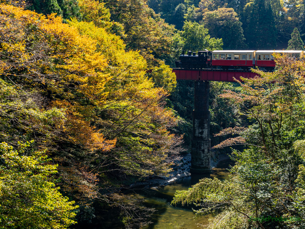 紅葉が進む第四橋梁を行くトロッコ列車