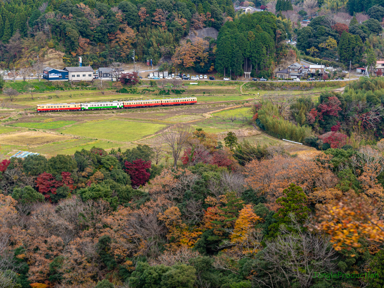 紅葉の残り香を感じる菜の花畑の中をキハ40が連結された4両編成が行く