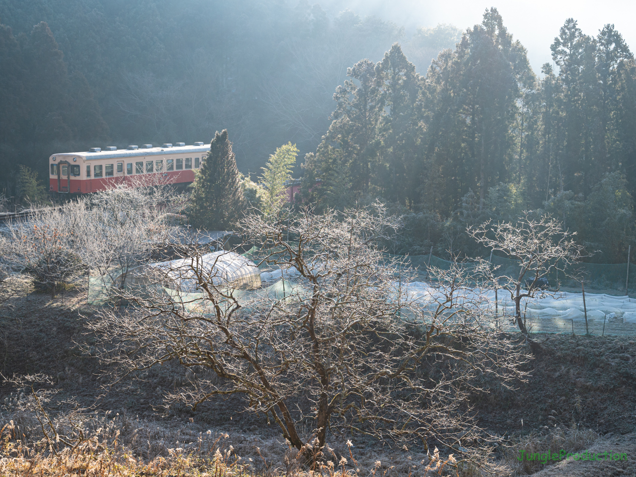 朝霧の中を列車が走る