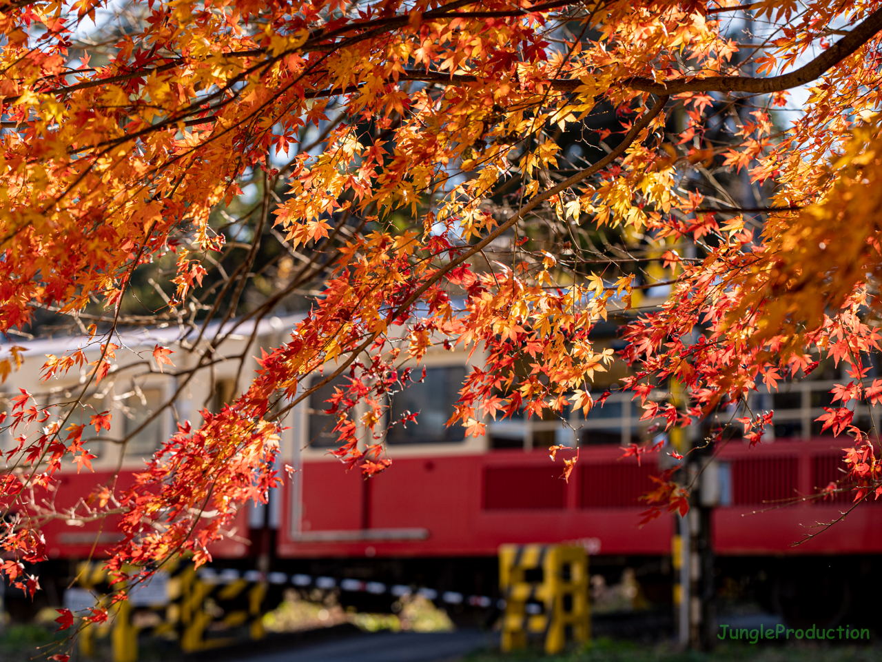 秋の残り香をトロッコ列車と共に楽しむ