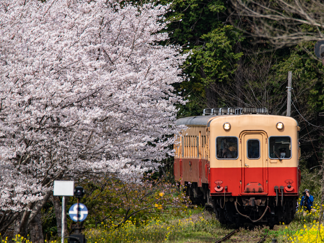 里見駅のオススメお花見スポット