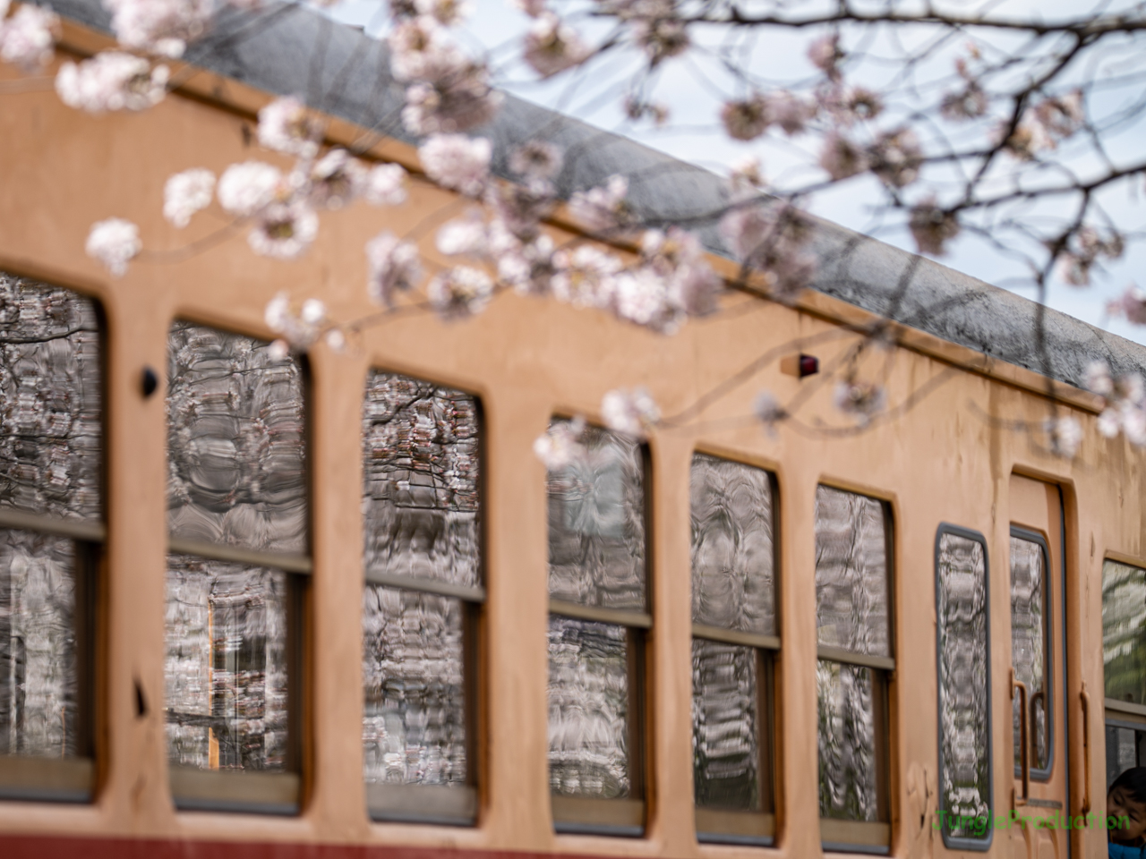 桜を反射して写すキハの窓