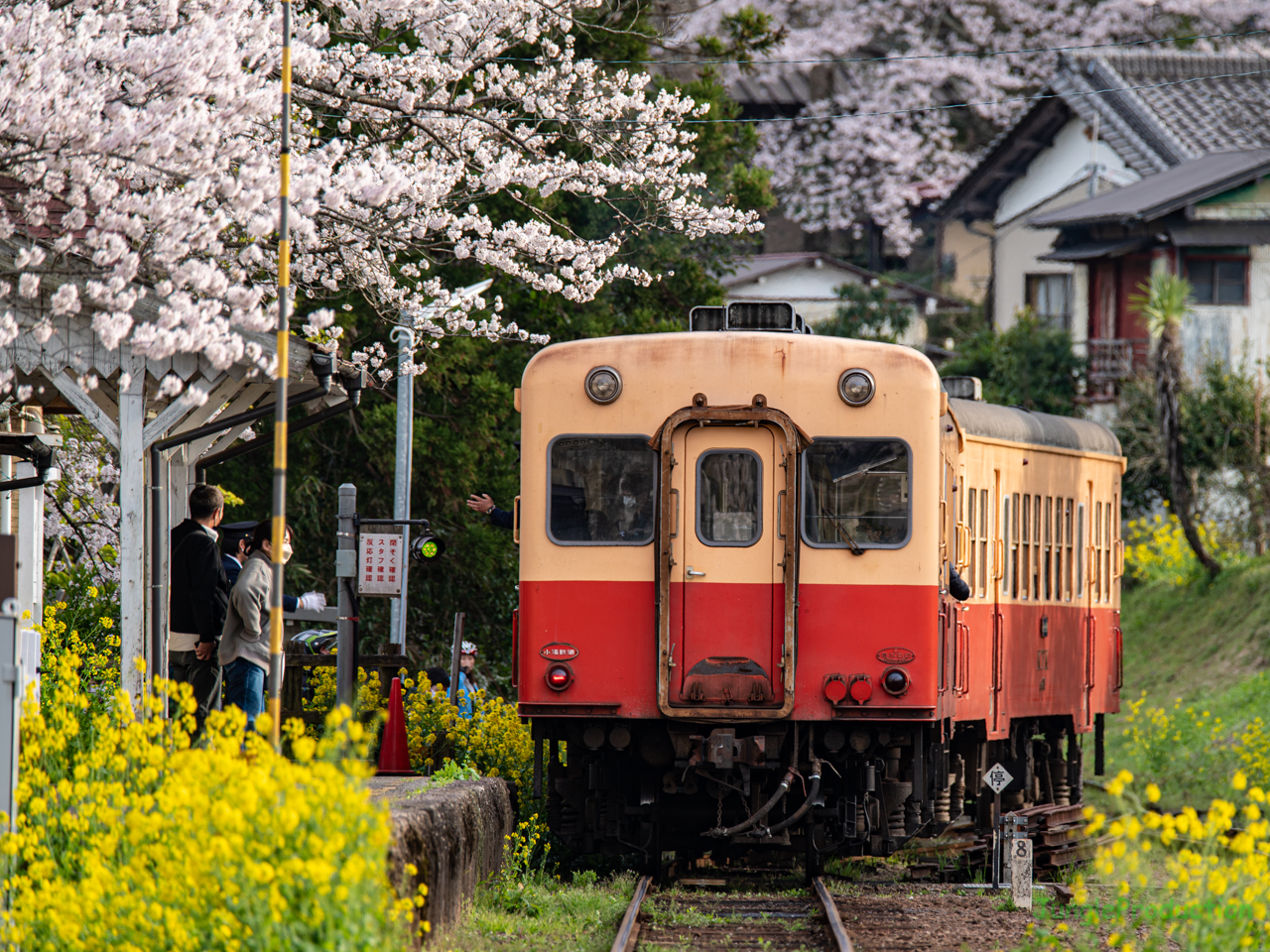 桜に囲まれた里見駅をキハが発車する