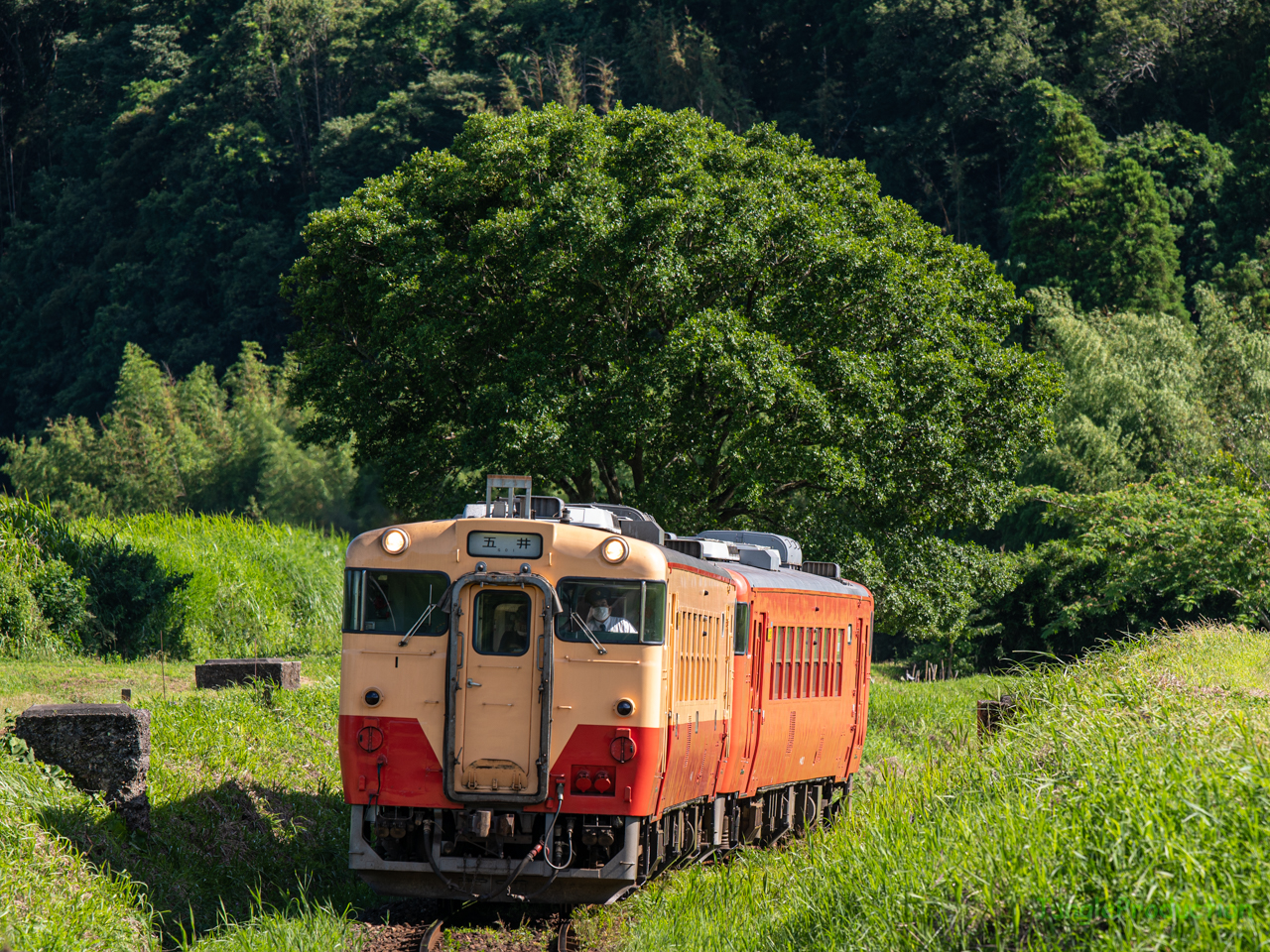 掘割を上ってくる小湊鉄道のキハ40