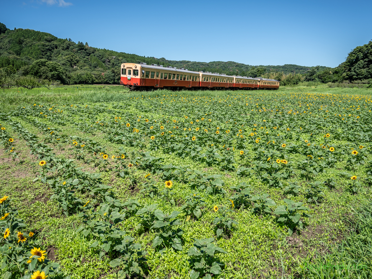 ひまわり畑と4両編成