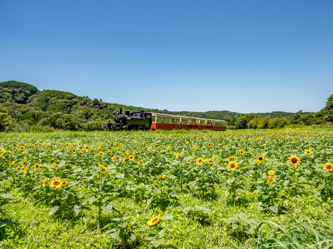 満開のひまわり畑の脇を通る里山トロッコ列車