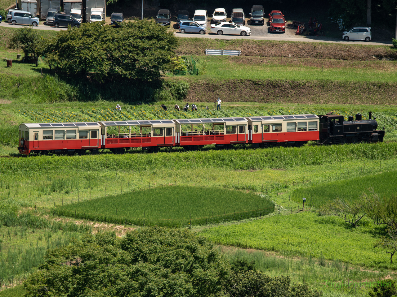 満開のひまわり畑の脇を通る里山トロッコ列車を俯瞰で