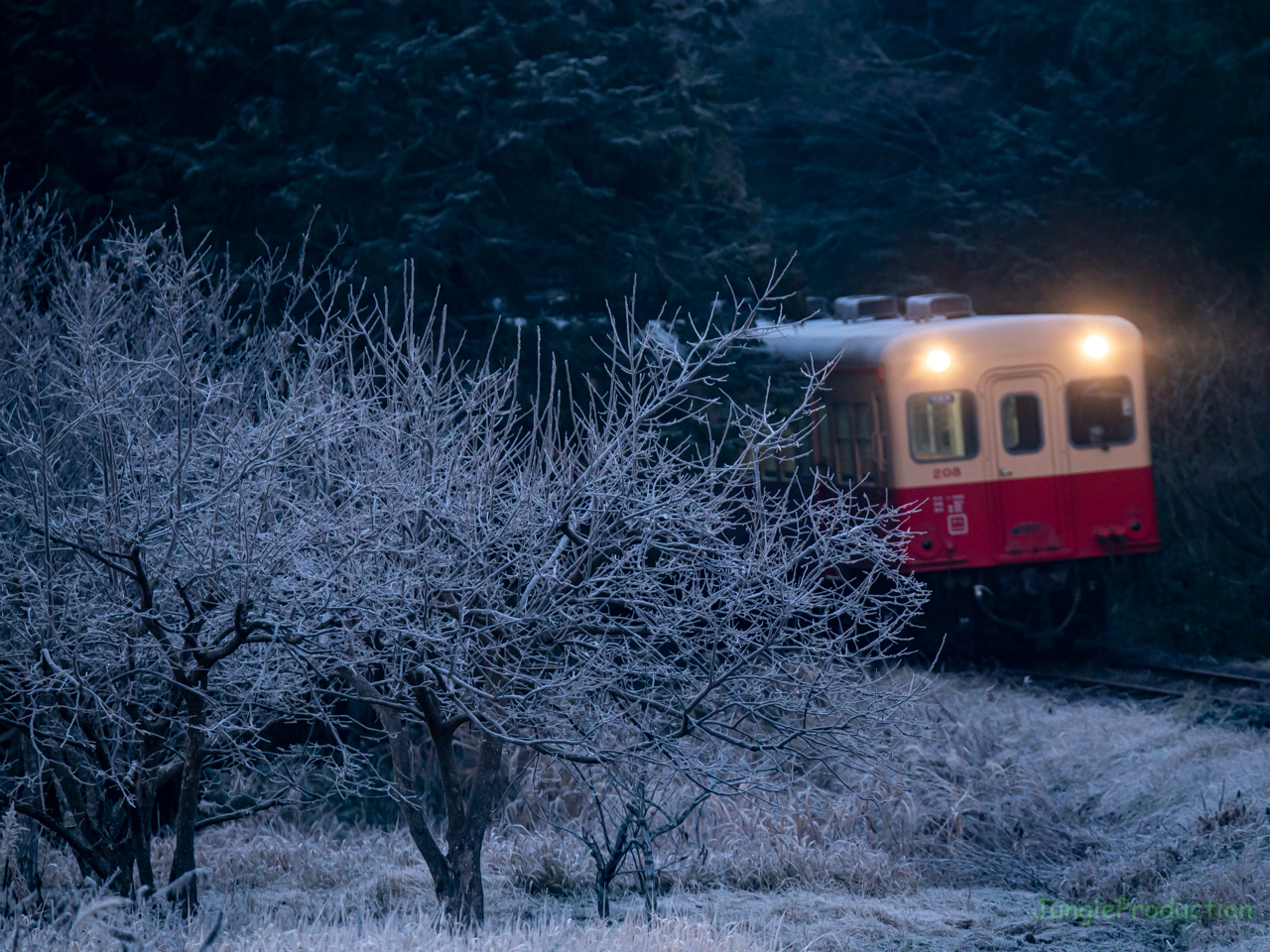 霜で白くなった銀杏の木の横を小湊鉄道の気動車が走る