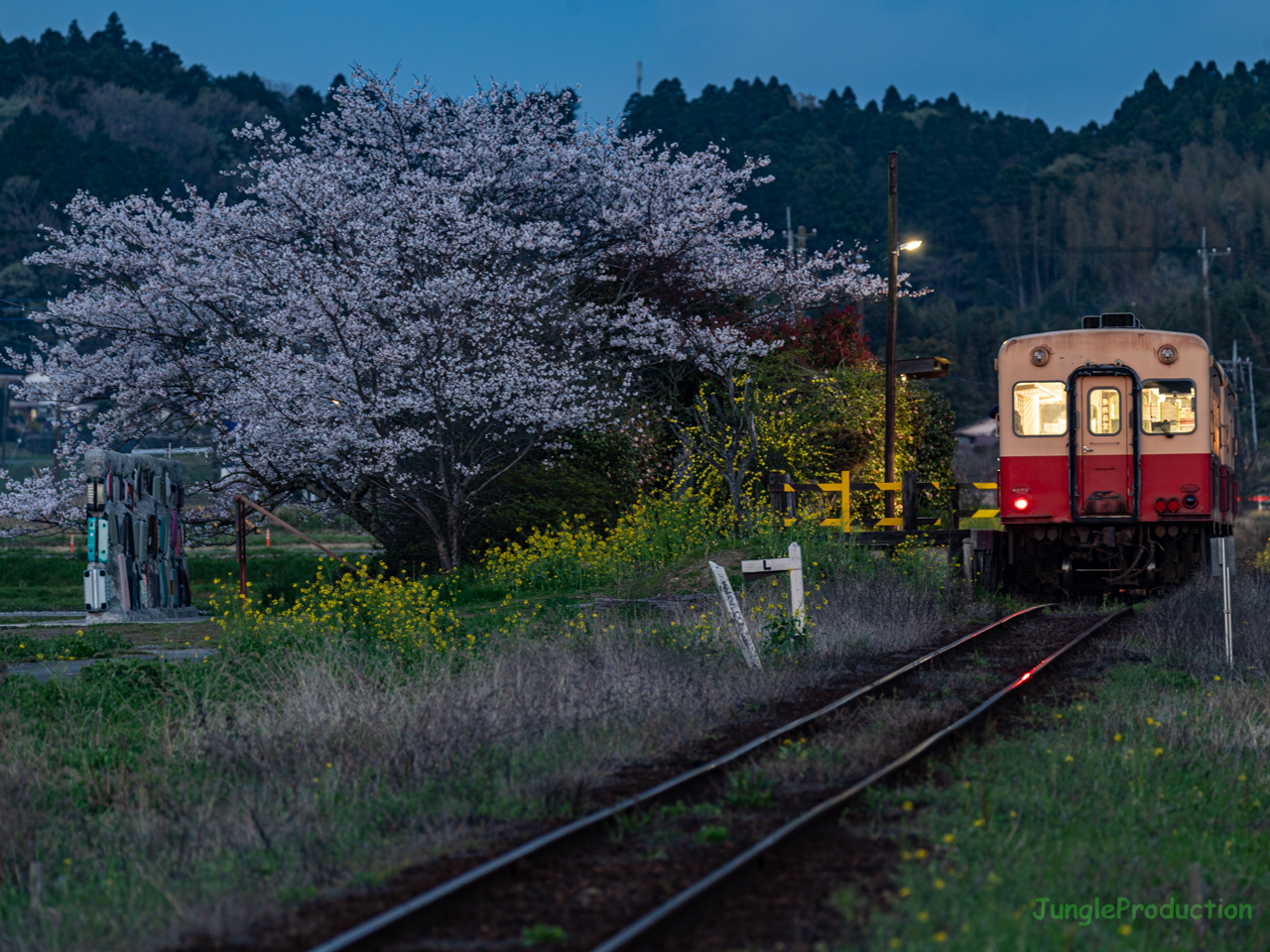 ブルーモーメントタイムに桜と小湊鉄道のキハ200を撮る