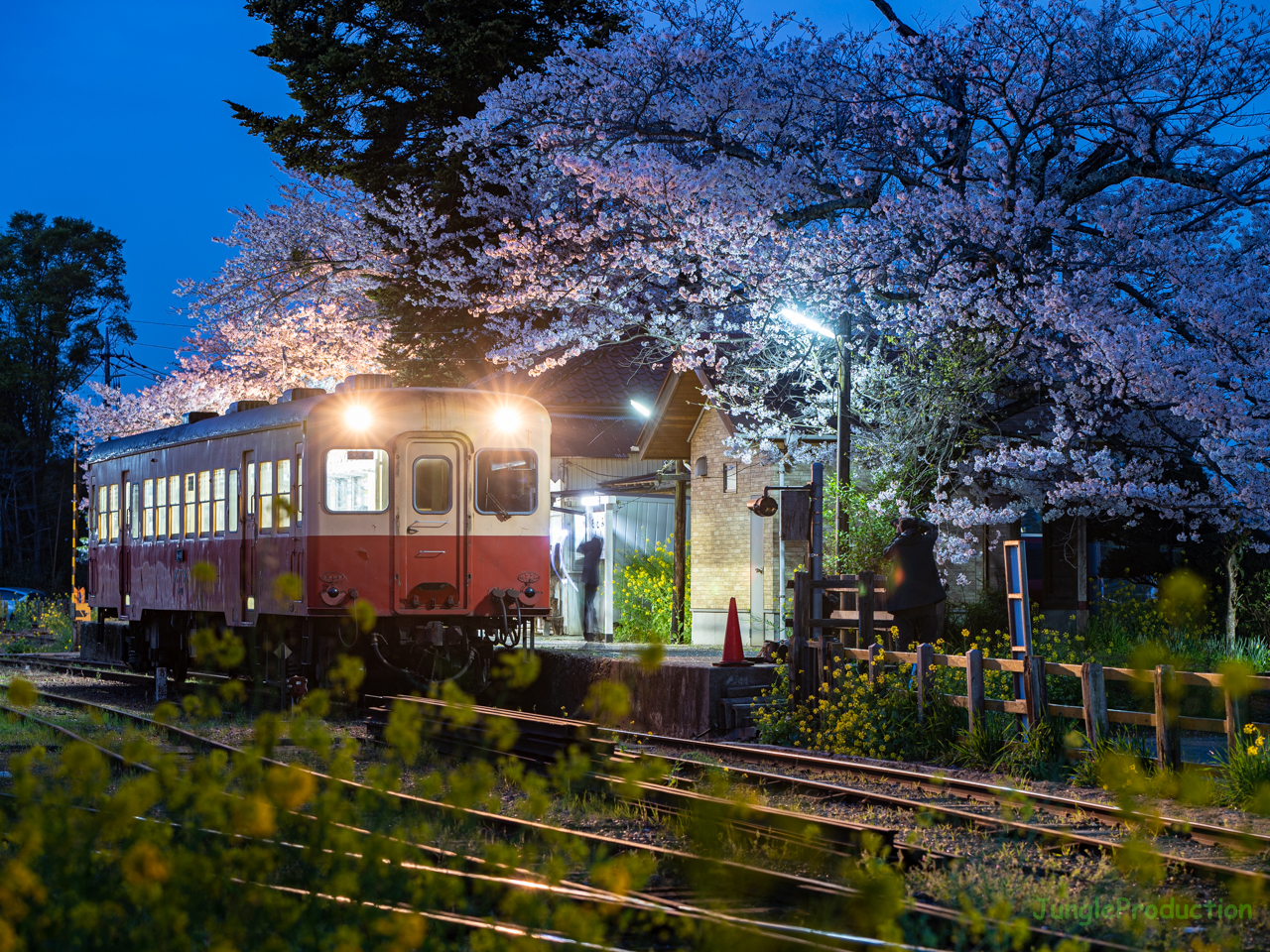 里見駅で夜桜見物