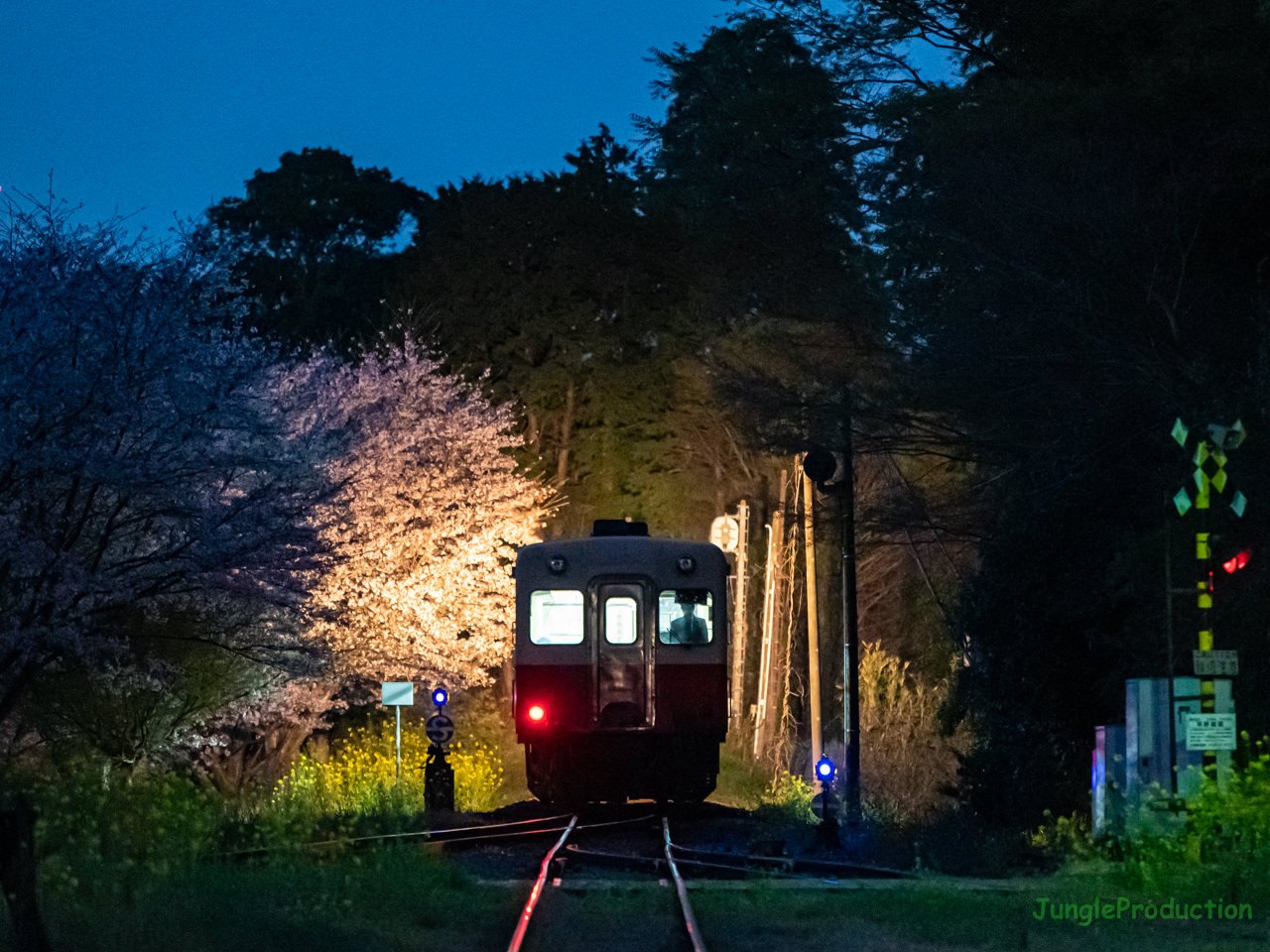 前照灯で夜桜見物