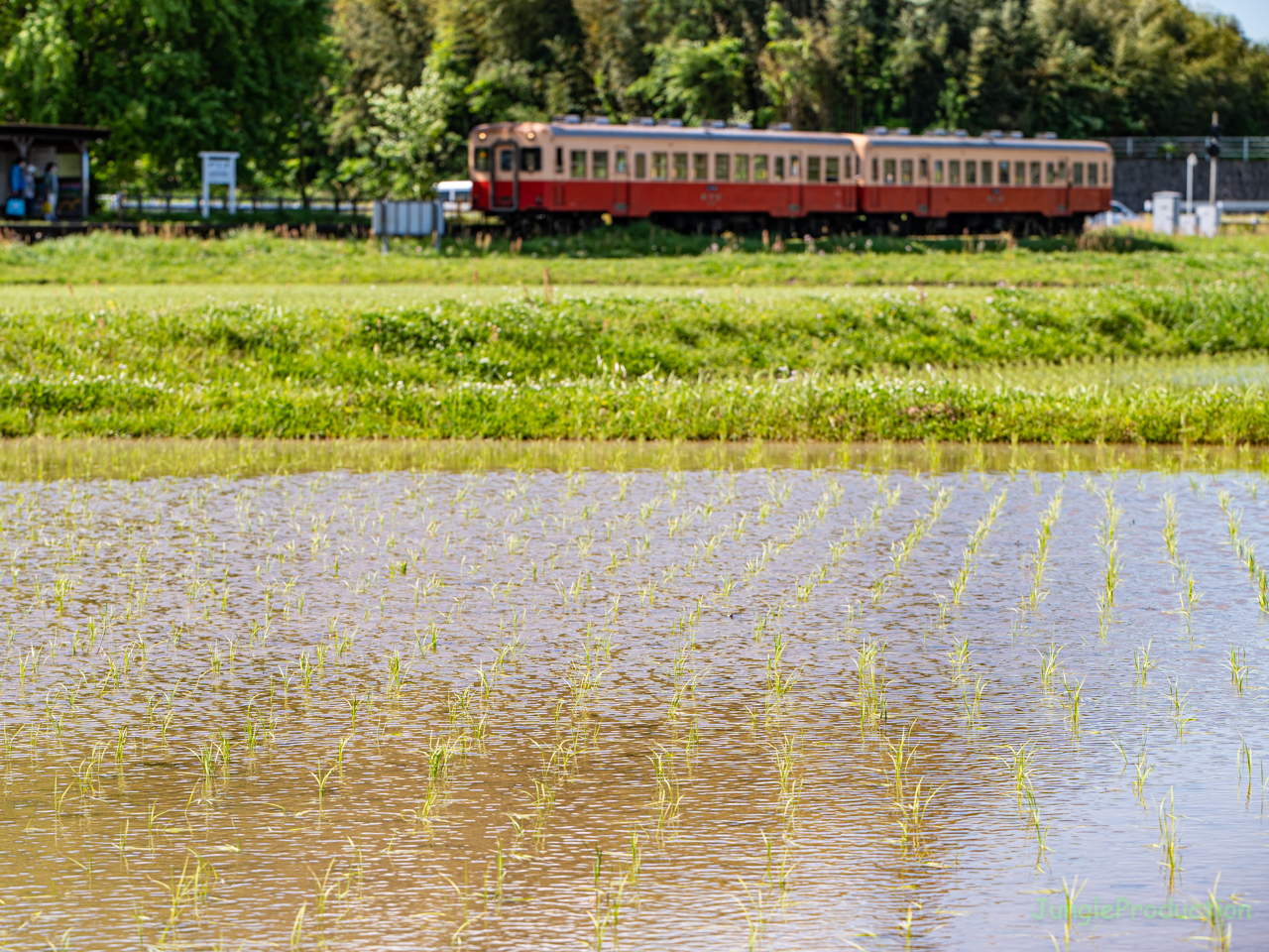 水田越の小湊鉄道