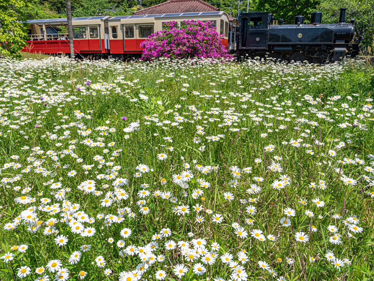 ヒナギク越しの小湊鉄道