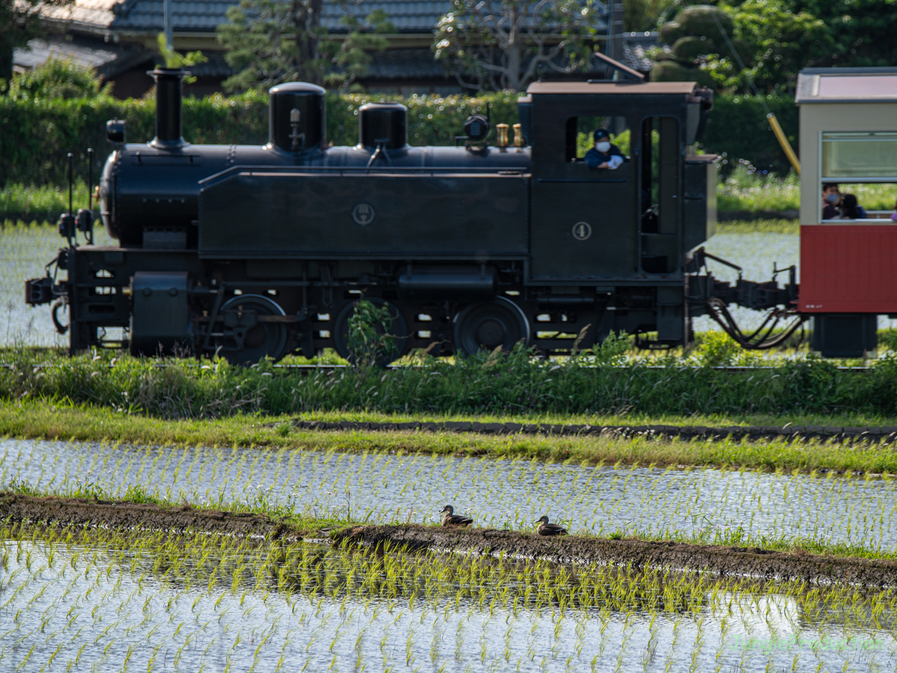 鴨と機関車